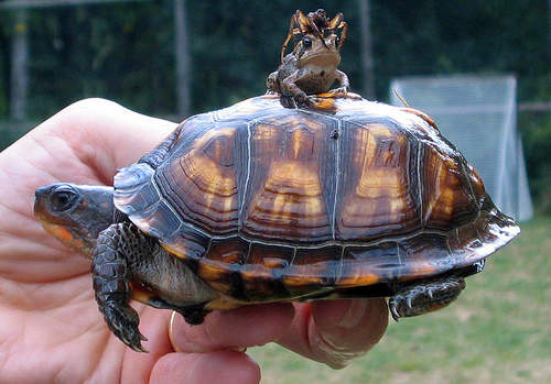 tortuga-rana-arana.jpg