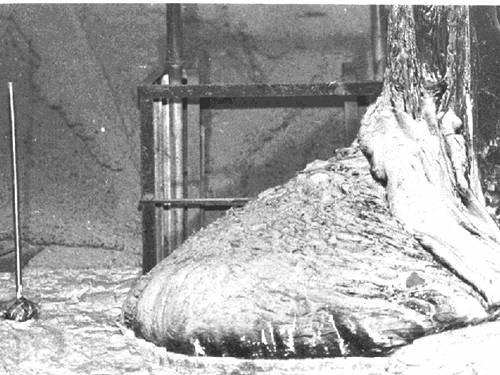 elephant-foot Elephant's foot